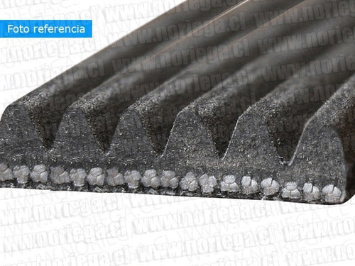 Correa Universal 6pk-1705